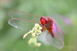 <p>VÁŽKA ČERVENÁ (Crocothemis erythraea) Praha - Stromovka  ---- /Scarlet dragonfly - Feuerlibelle/</p>